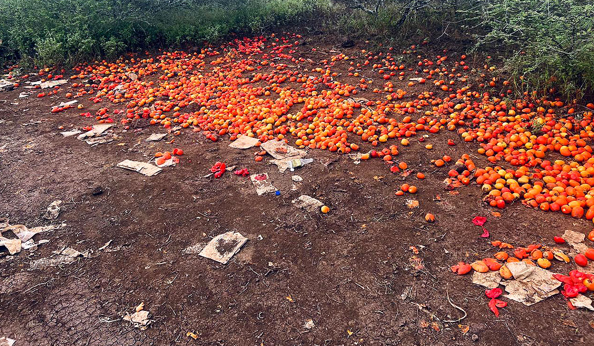 Harvested vegetables